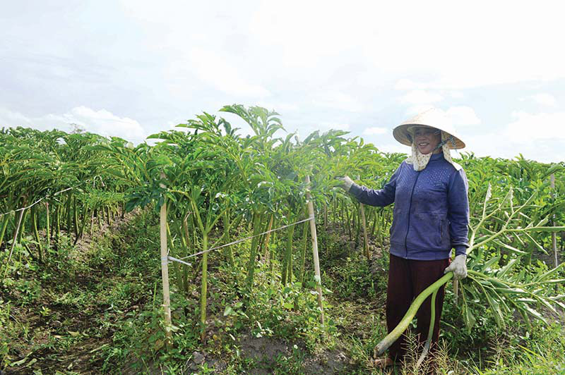 nong dan trong khoai nua